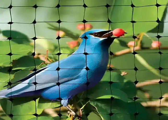 Falcon Nets - Bird Netting Near Me Installation Services in Pune, Viman Nagar, Aundh, Shivaji Nagar, Hadapsar, Koregaon Park, Kothrud, Wakad, Pimpri-Chinchwad, Hinjewadi, Baner, Nashik, Mumbai