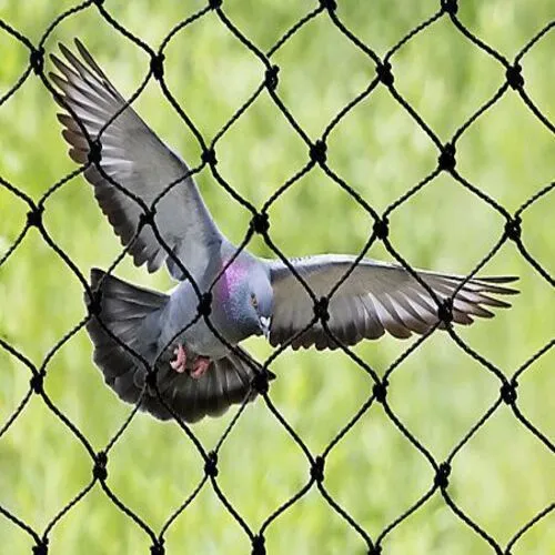 Falcon Nets Offers Bird Netting Services in Viman Nagar, Nanded City and Throughout Pune