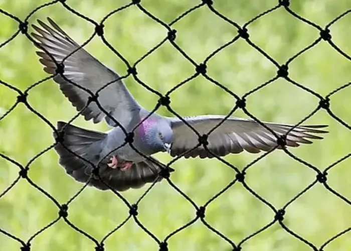 Falcon Nets Quality Bird Netting Services in Vimannagar, Nanded City and Throughout Pune